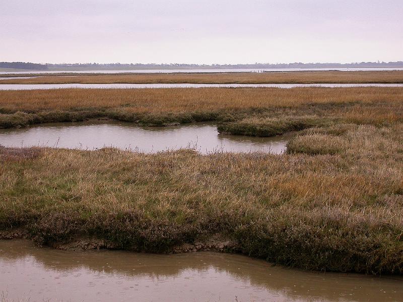 Bulcamp Marshes - DSCN3675.JPG